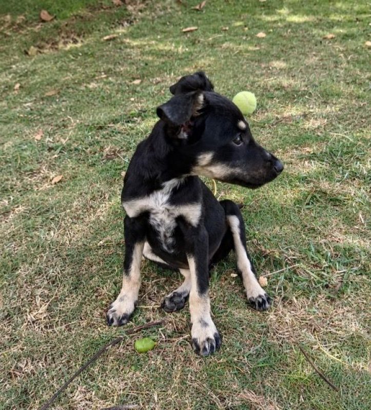 OHANA - Chien à adopter - photo 3