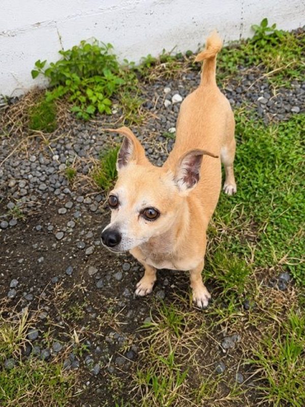 GUS - Chien Chihuahua à adopter - photo 3
