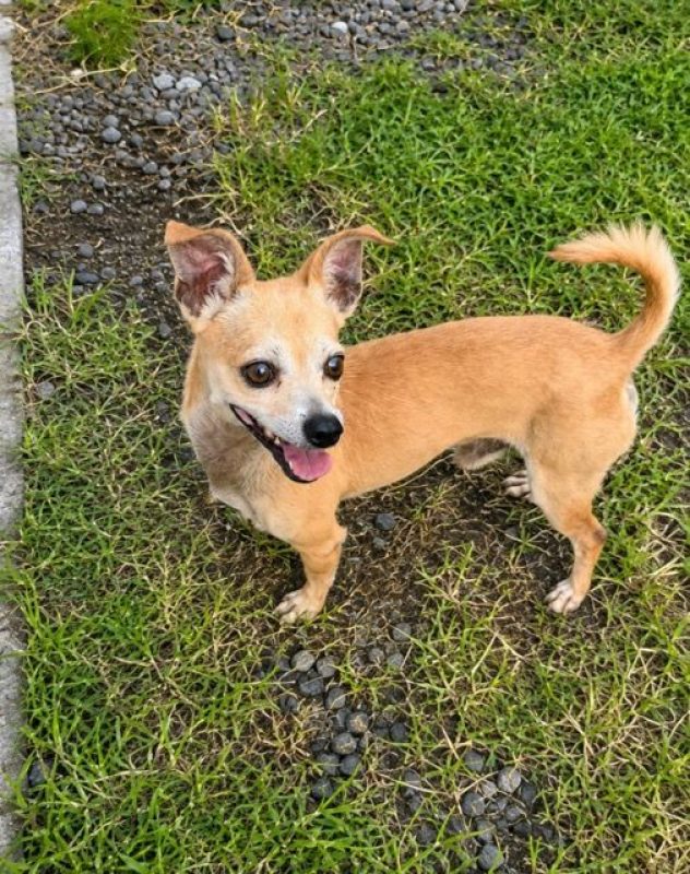 GUS - Chien Chihuahua à adopter - photo 2