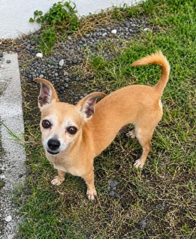 GUS - Chien Chihuahua à adopter