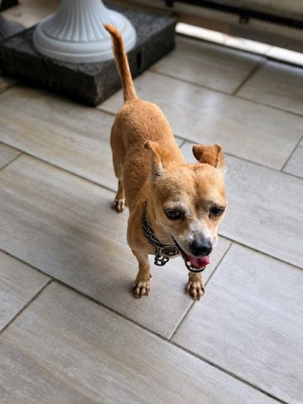 GUS - Chien Chihuahua à adopter - photo 5