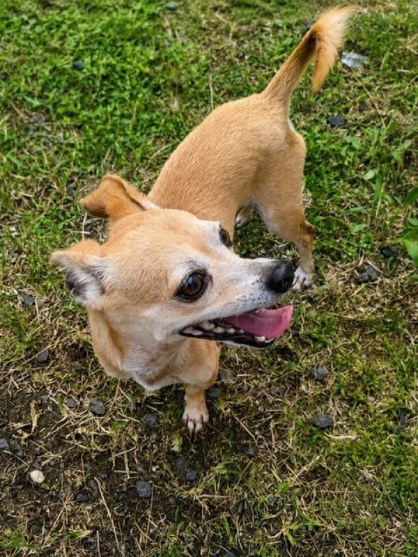 GUS - Chien Chihuahua à adopter - photo 4