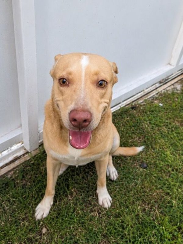 UMI - Chien à adopter