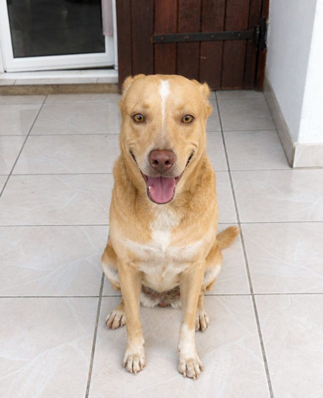 UMI - Chien à adopter - photo 2