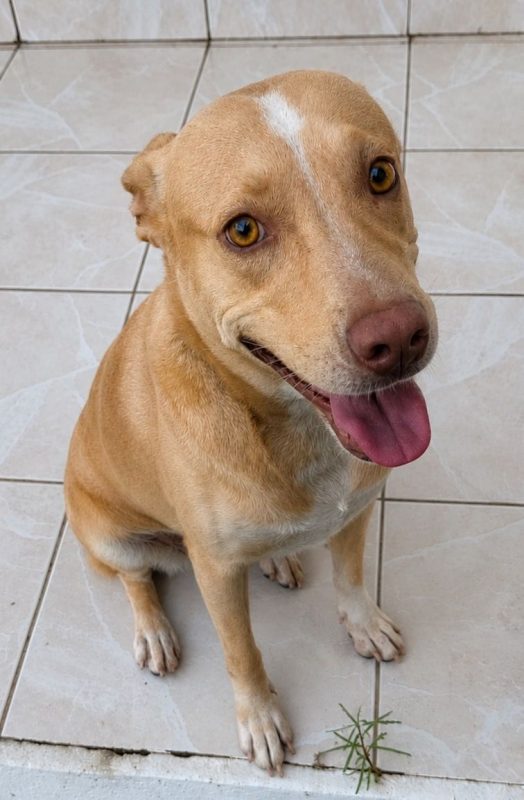 UMI - Chien à adopter - photo 4