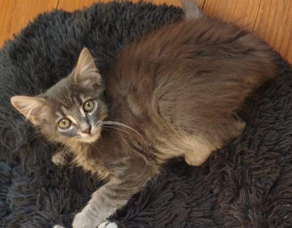 HOLMES - Chat à adopter - photo 2