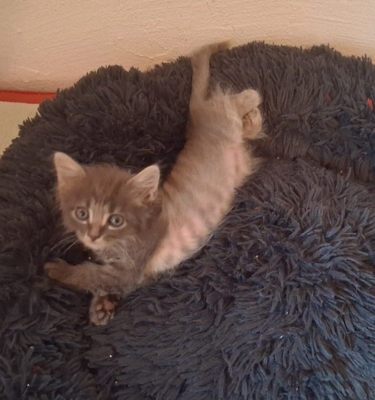 HOLMES - Chat à adopter - photo 5