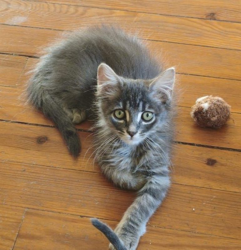 HOLMES - Chat à adopter
