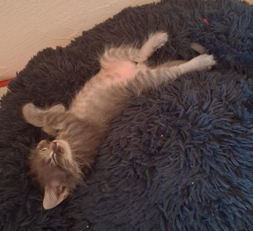 HOLMES - Chat à adopter - photo 3