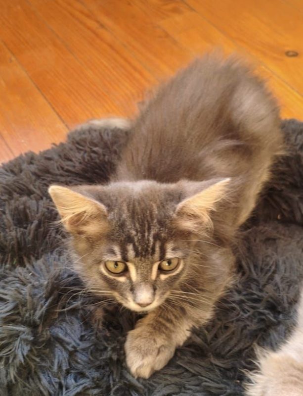 HOLMES - Chat à adopter - photo 3