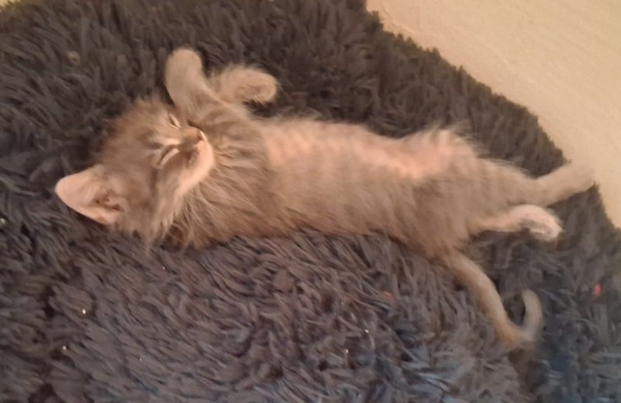 HOLMES - Chat à adopter