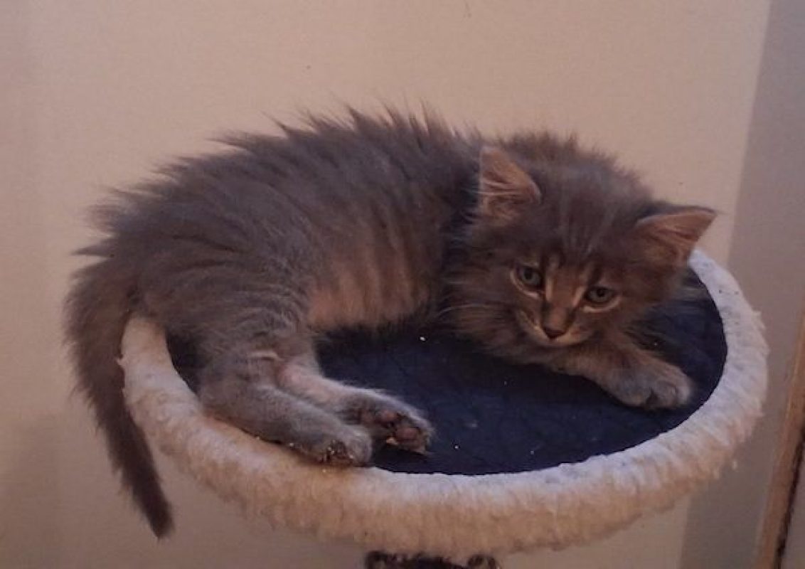 HOLMES - Chat à adopter - photo 4