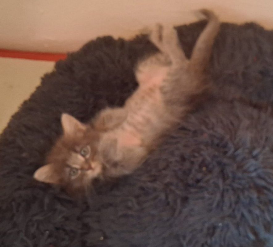 HOLMES - Chat à adopter - photo 2