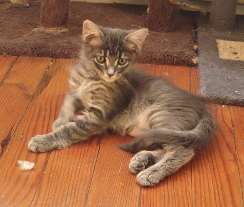 HOLMES - Chat à adopter - photo 4