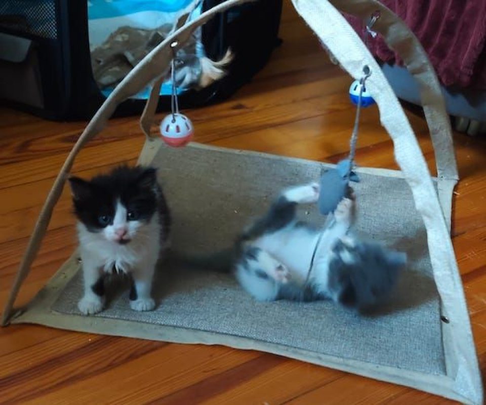 LOKI - Chat à adopter