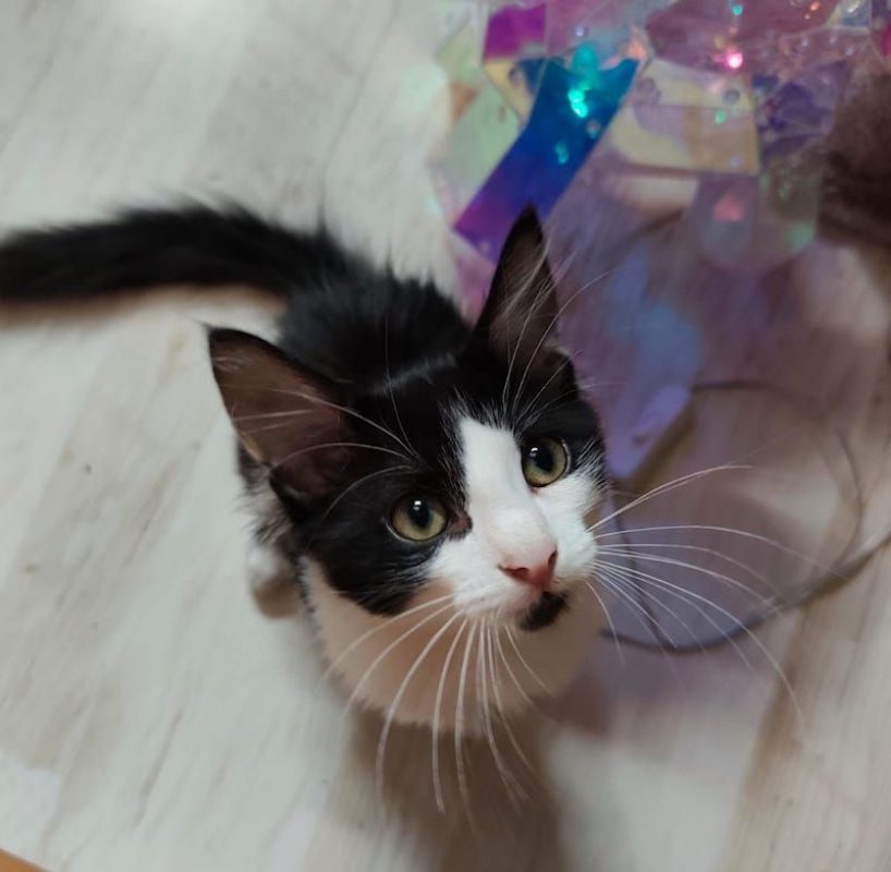 LOKI - Chat à adopter - photo 4