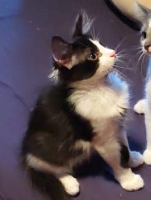 LOKI - Chat à adopter - photo 3