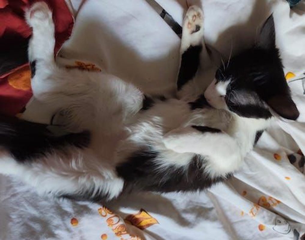 LOKI - Chat à adopter - photo 6