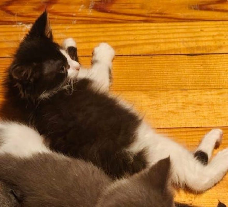 LOKI - Chat à adopter - photo 2