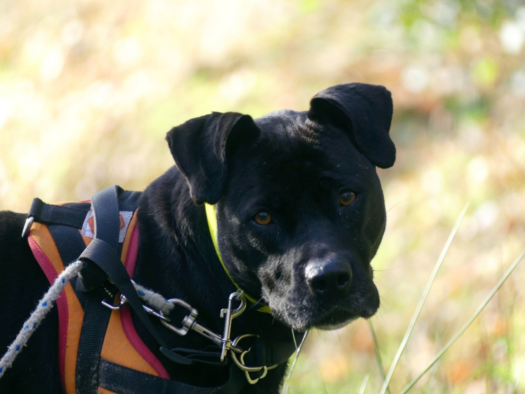 Atila - Chien à adopter - photo 2