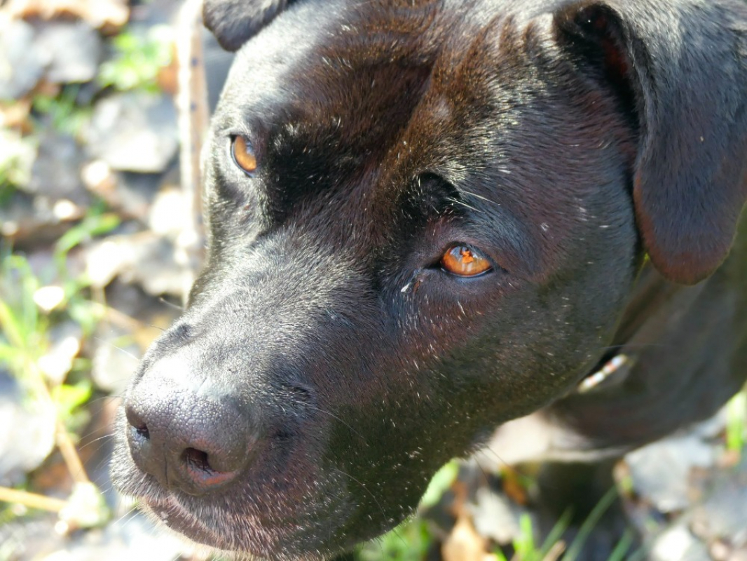 Atila - Chien à adopter - photo 8