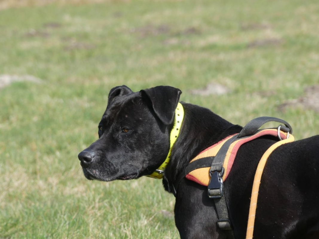 Atila - Chien à adopter - photo 16