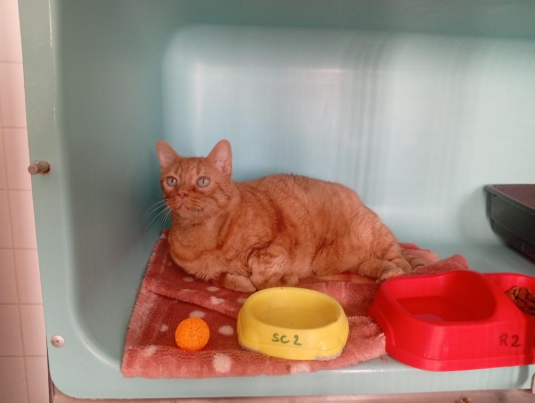 Simba - Chat Européen à adopter