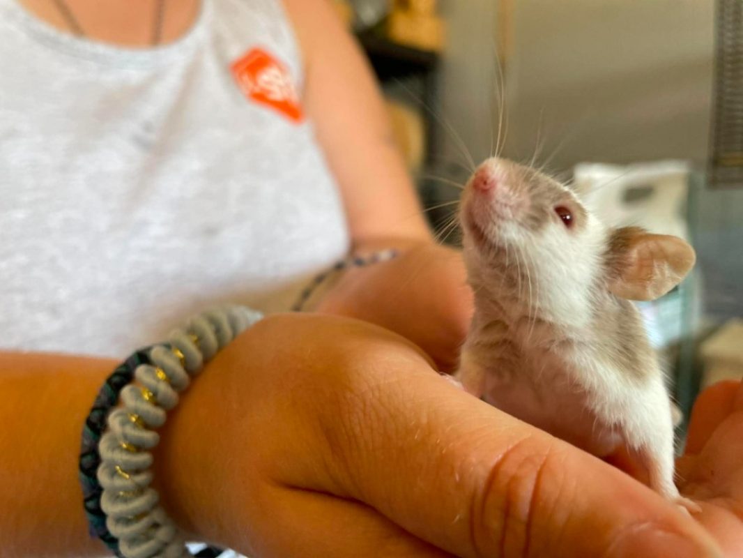 Claude - Rongeur Souris à adopter