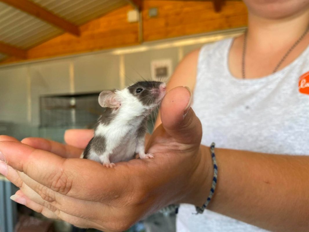 Gerard - Rongeur Souris à adopter