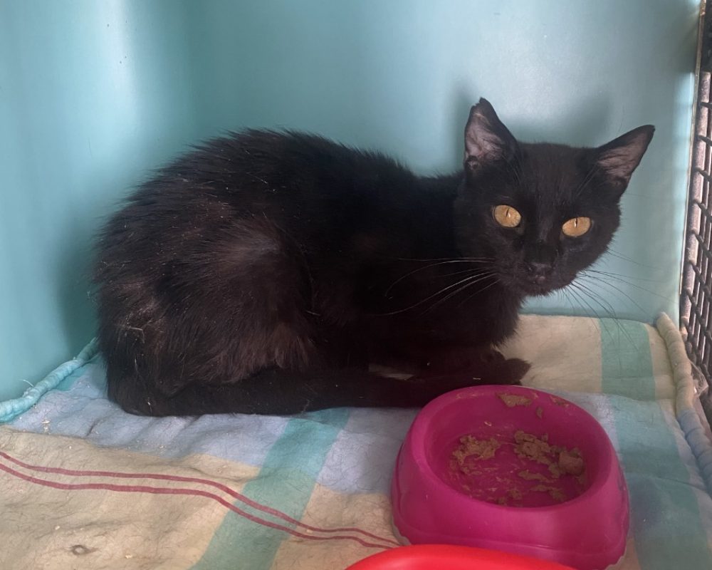 Heol - Chat Européen à adopter