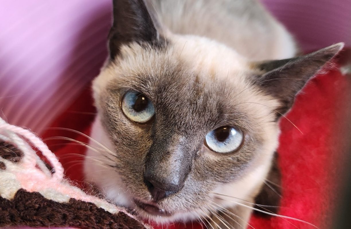 Managua - Chat Européen à adopter