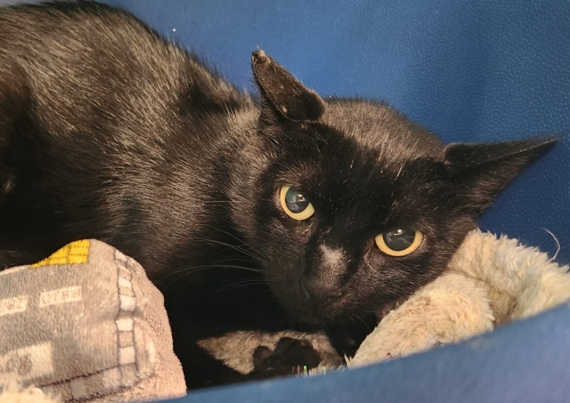 Bogota - Chat Européen à adopter