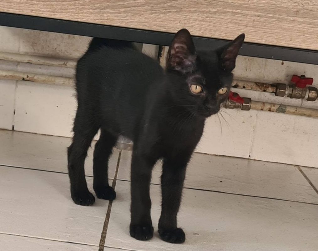 Brume - Chat Européen à adopter