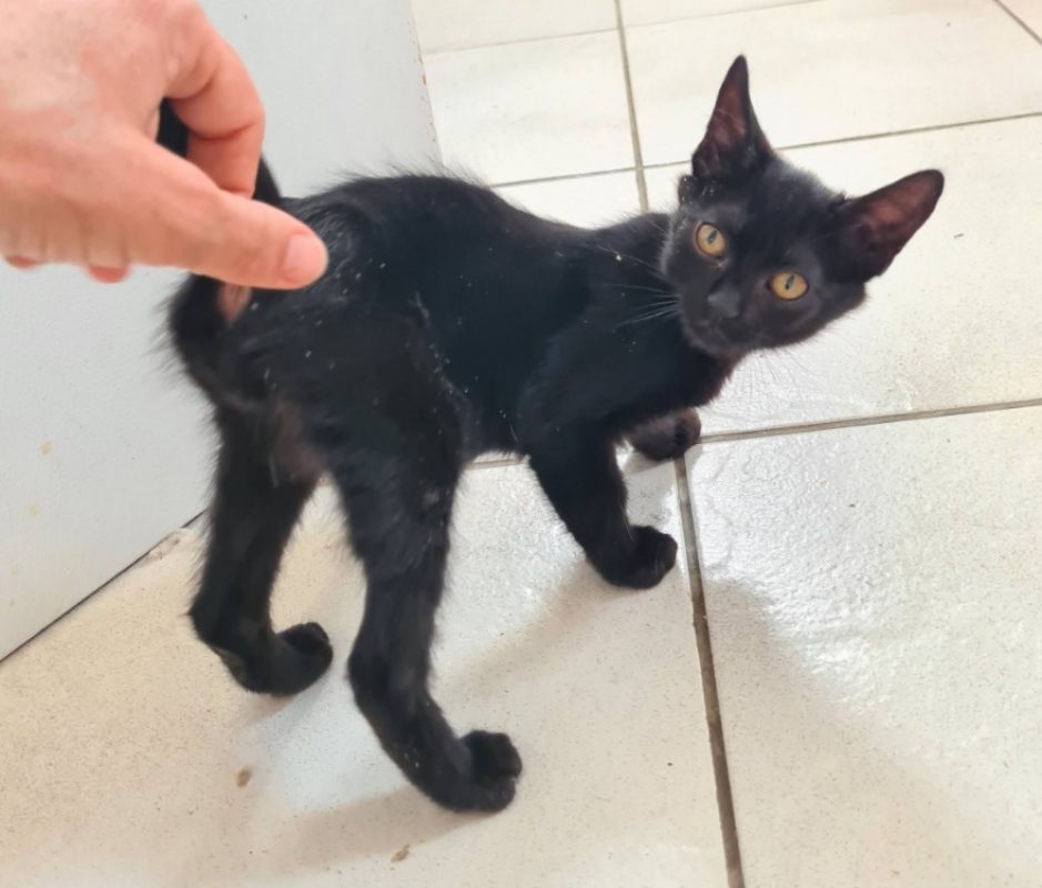 Brume - Chat Européen à adopter - photo 2