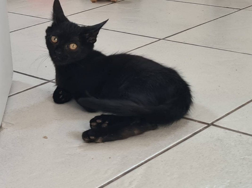 Brume - Chat Européen à adopter - photo 3