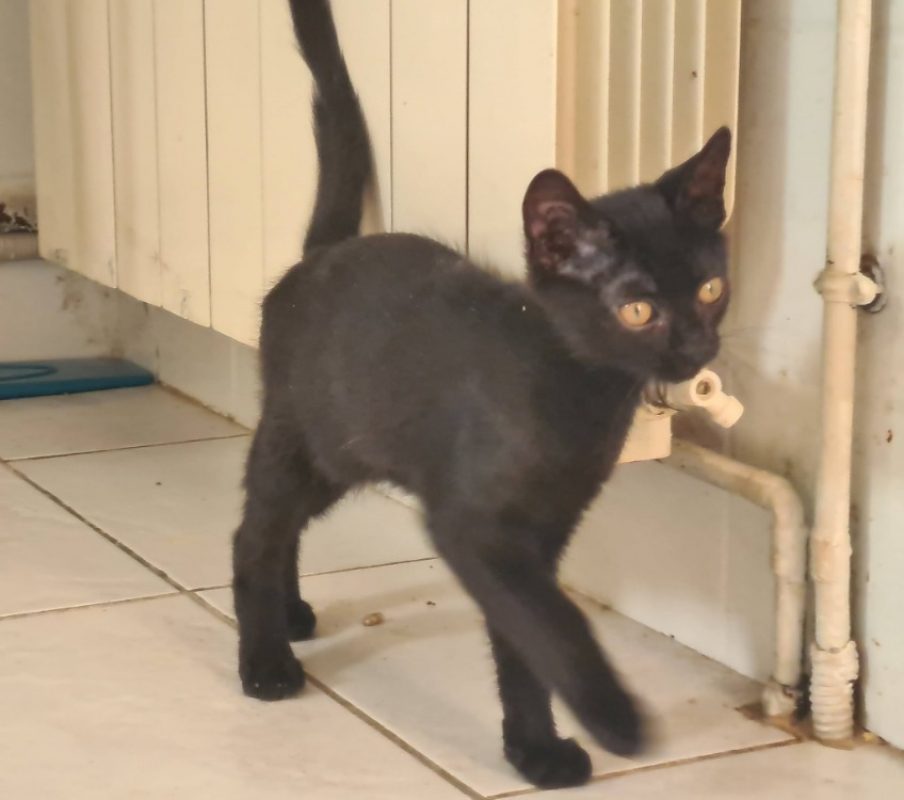 Brume - Chat Européen à adopter - photo 4