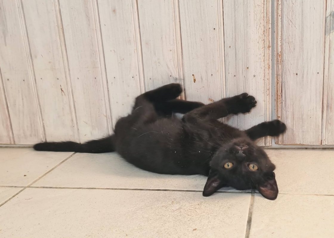 Brume - Chat Européen à adopter - photo 5