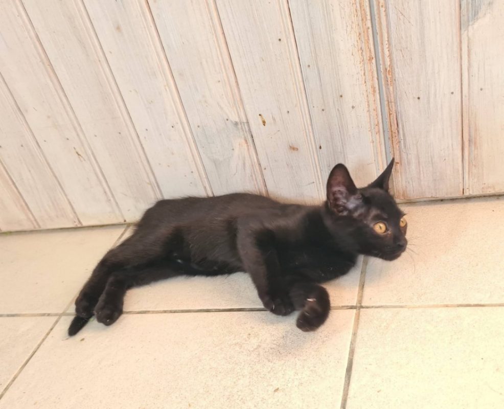 Brume - Chat Européen à adopter - photo 6