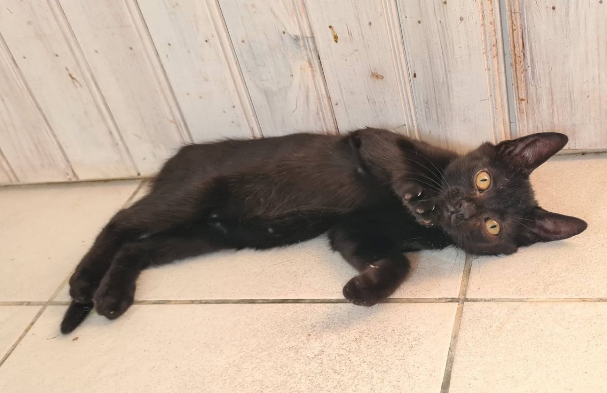 Brume - Chat Européen à adopter - photo 7
