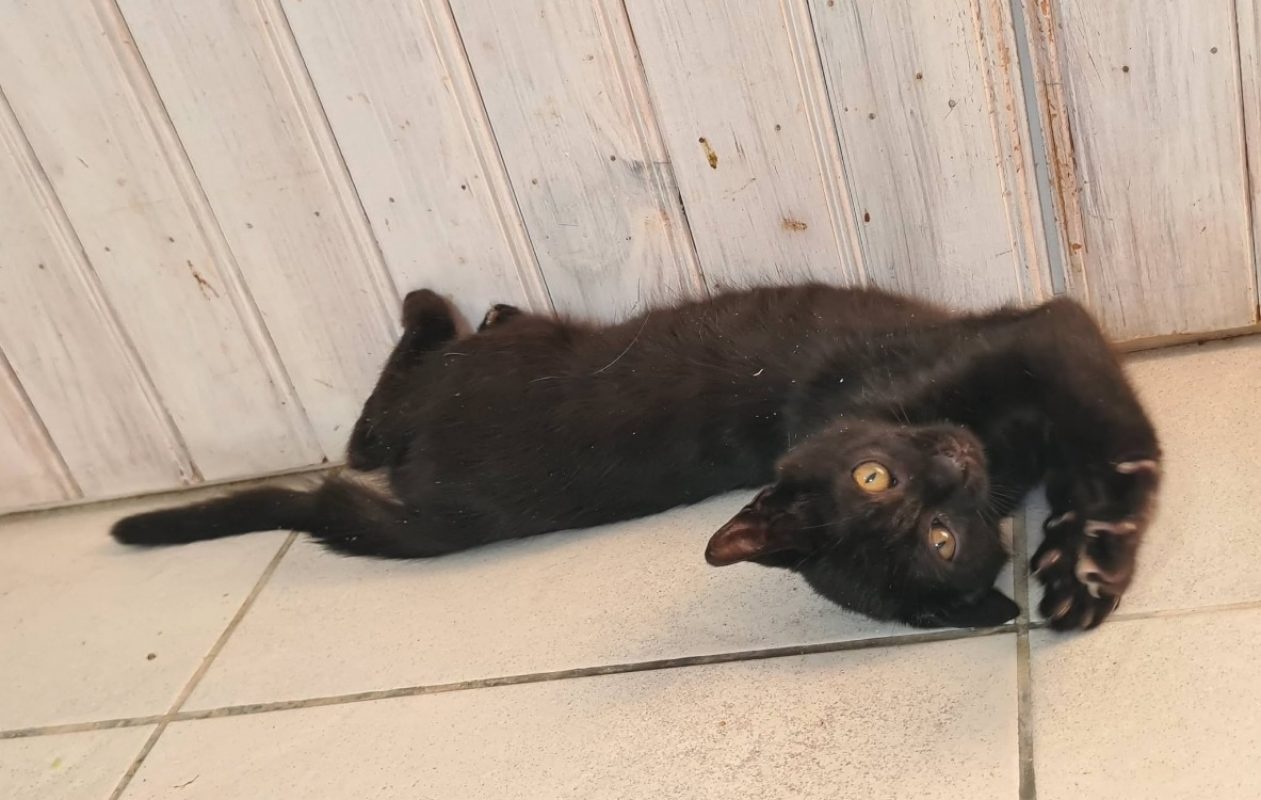 Brume - Chat Européen à adopter - photo 8