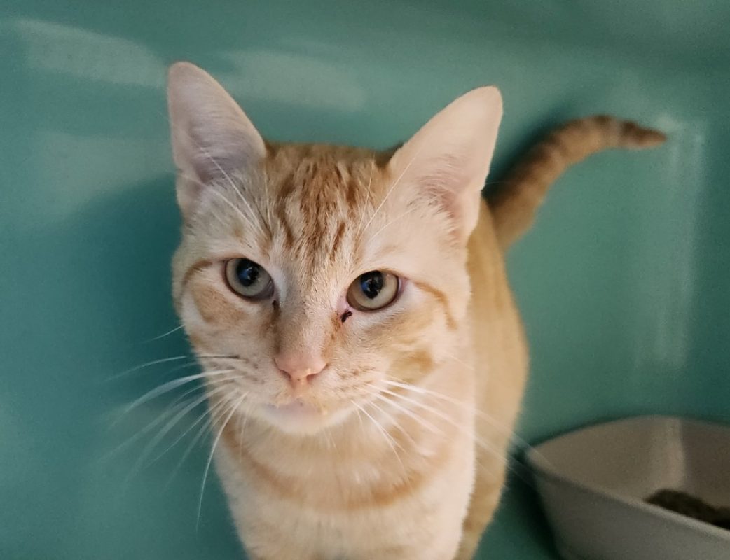Quito - Chat Européen à adopter