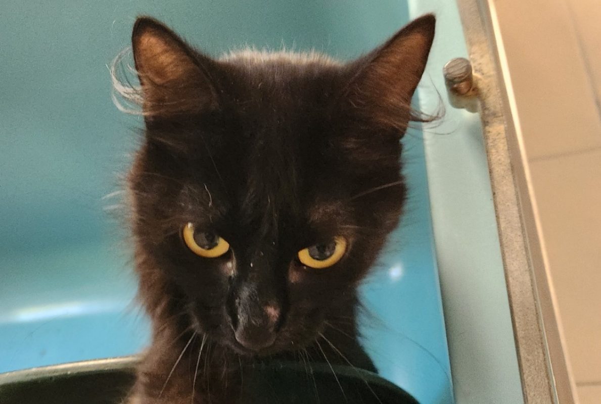 Tokyo - Chat Européen à adopter
