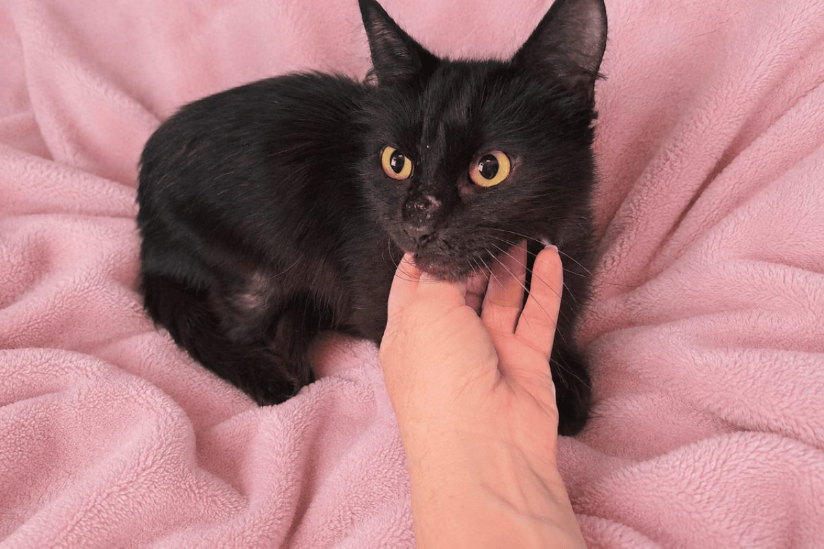 Tokyo - Chat Européen à adopter - photo 2