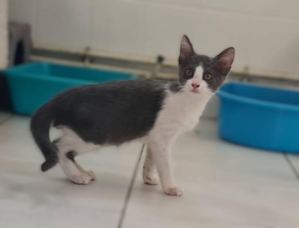 Brouillard - Chat Européen à adopter
