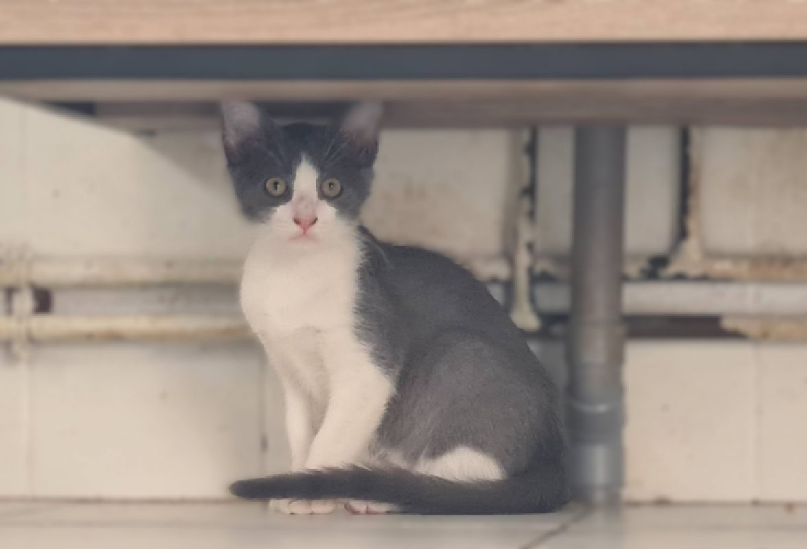 Brouillard - Chat Européen à adopter - photo 2