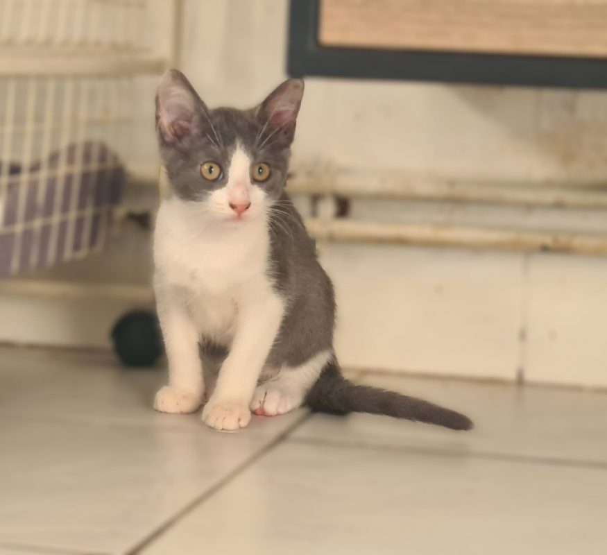 Brouillard - Chat Européen à adopter - photo 3