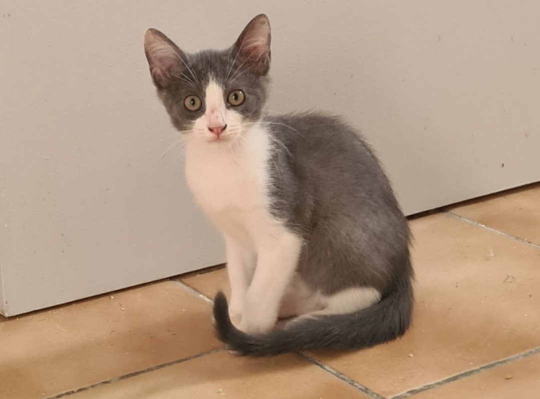 Brouillard - Chat Européen à adopter - photo 4
