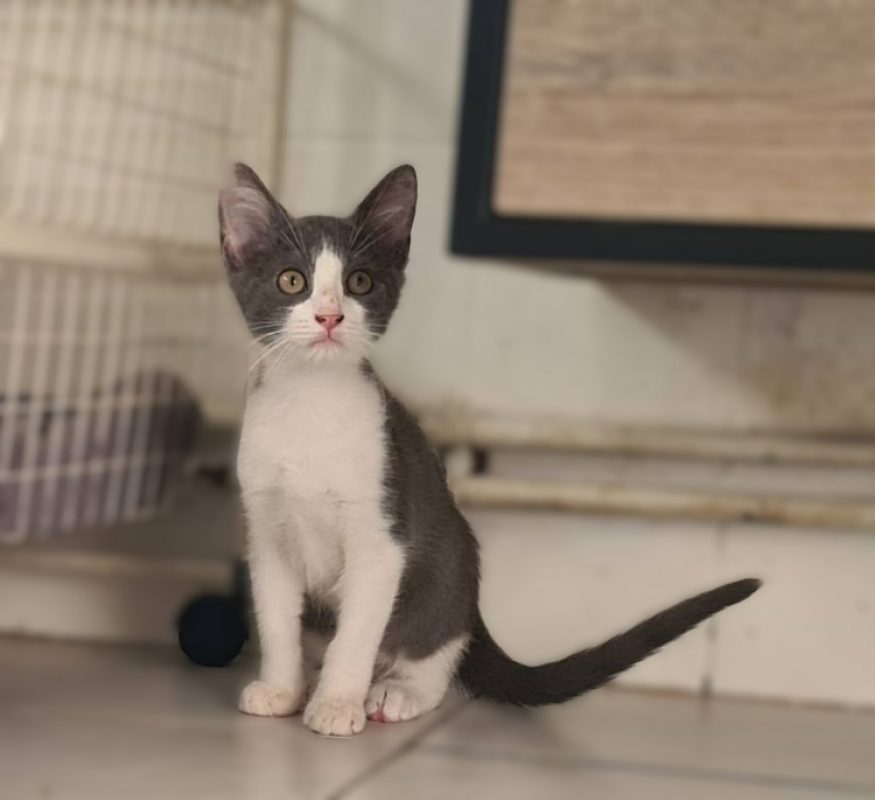 Brouillard - Chat Européen à adopter - photo 5