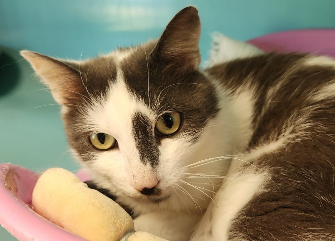 Seoul - Chat Européen à adopter