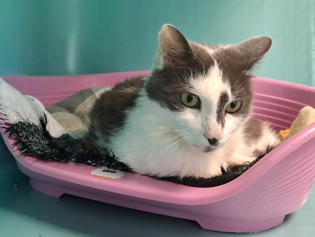 Seoul - Chat Européen à adopter - photo 2